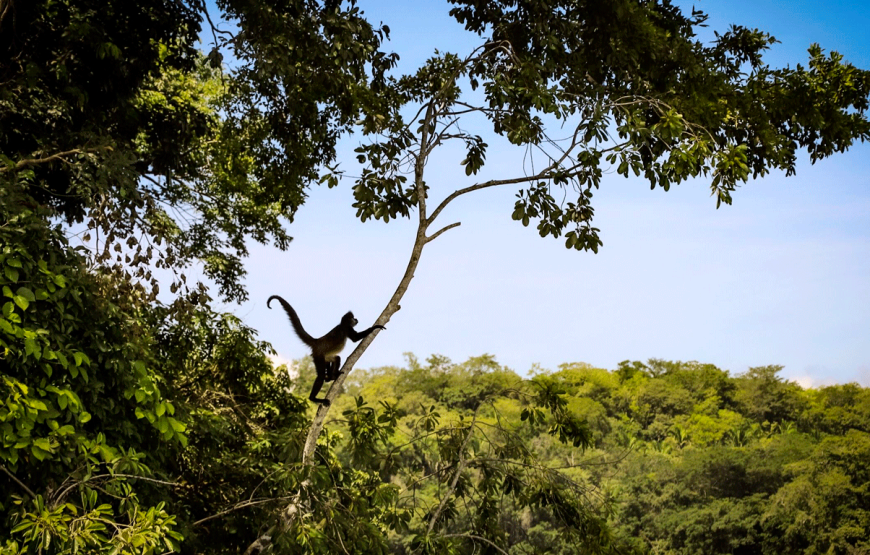 Discover Tikal by air on a 2-day & 1-night Tour from Guatemala City