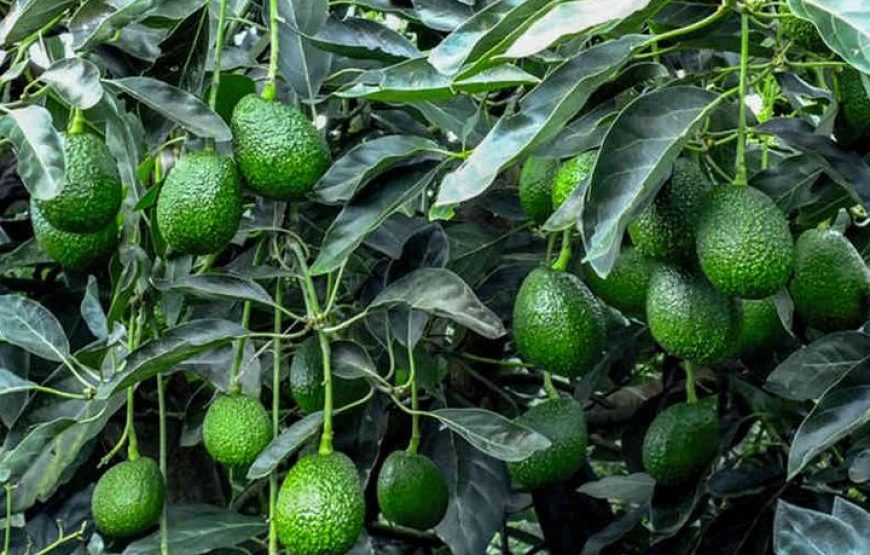 Visit an Avocado Plantation + Private Tour in Antigua Guatemala