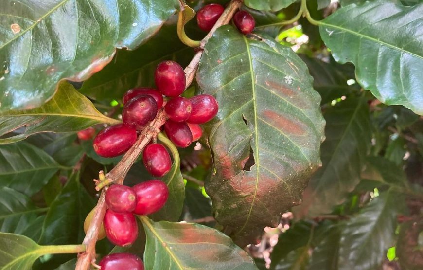 Join an Authentic Coffee Tour at a Coffee Plantation – Half Day Tour from Coban