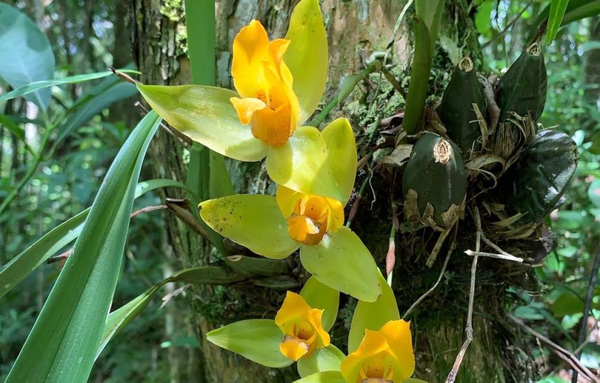 Visit The Greatest Orchid Sanctuary: Orquigonia – Half Day Tour from Coban