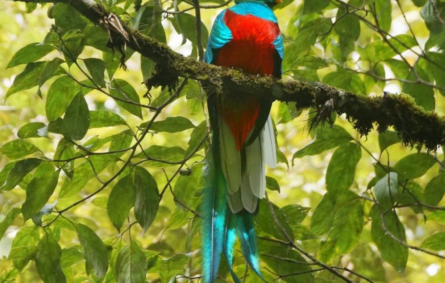 El Quetzal Birdwatching Tour from Guatemala City – Guatemala´s National Bird