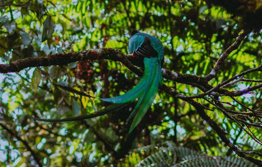 El Quetzal Birdwatching Tour from Coban – Guatemala´s National Bird – 26325P90