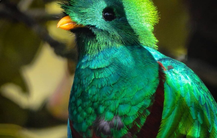 El Quetzal Birdwatching Tour from Coban – Guatemala´s National Bird – 26325P90