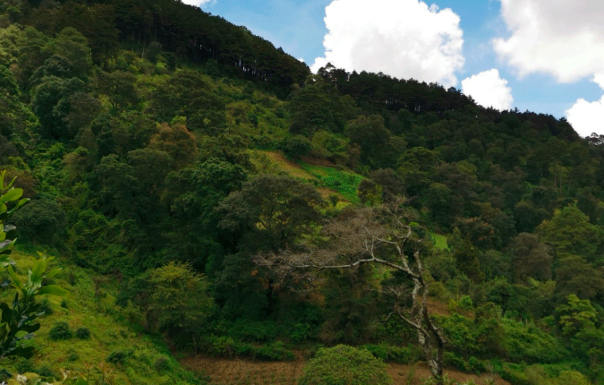 Visit an Avocado Plantation + Private Tour in Antigua Guatemala