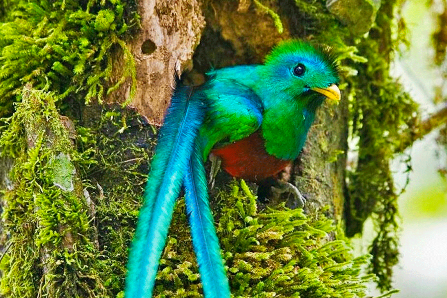 El Quetzal Birdwatching Tour from Cobán: Guatemala’s National Bird