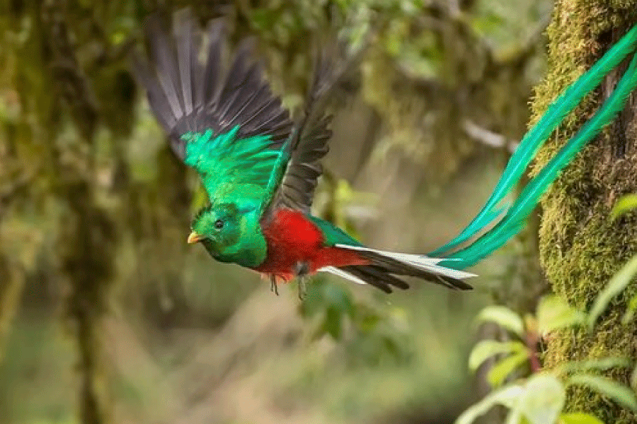 El Quetzal Birdwatching Tour from Cobán: Guatemala’s National Bird