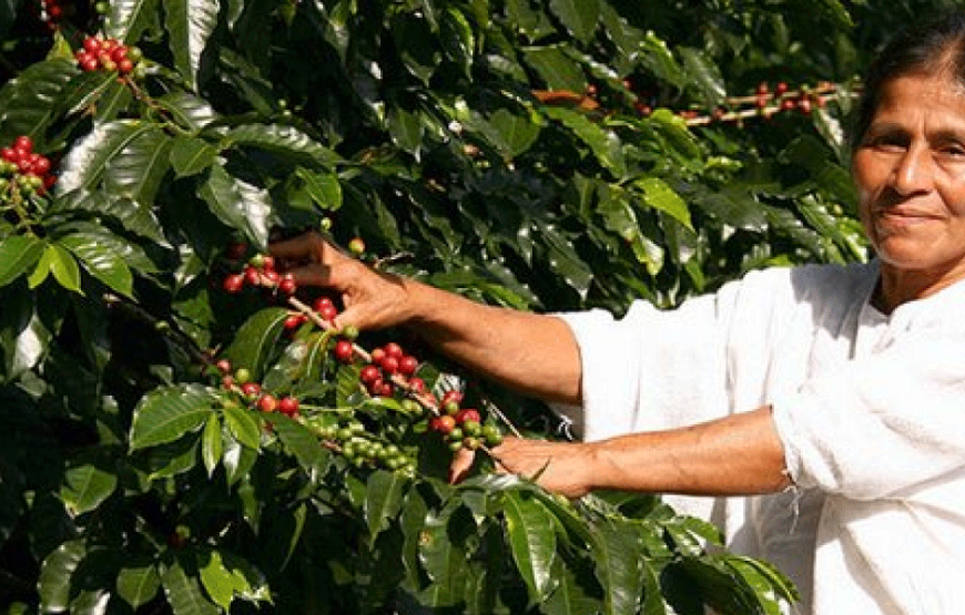 Join an Authentic Coffee Tour at a Coffee Plantation – Half Day Tour from Coban