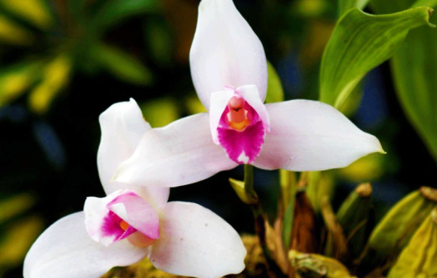 Visit a Coffee Plantation + an Orchid Sanctuary – Full Day Tour From Coban – 26325P95