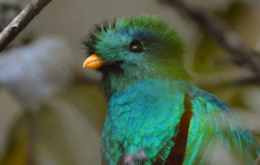 El Quetzal Birdwatching Tour from Guatemala City – Guatemala´s National Bird