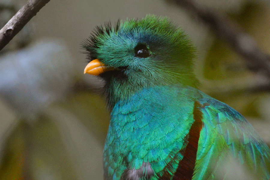 El Quetzal Birdwatching Tour from Guatemala City – Guatemala’s National Bird