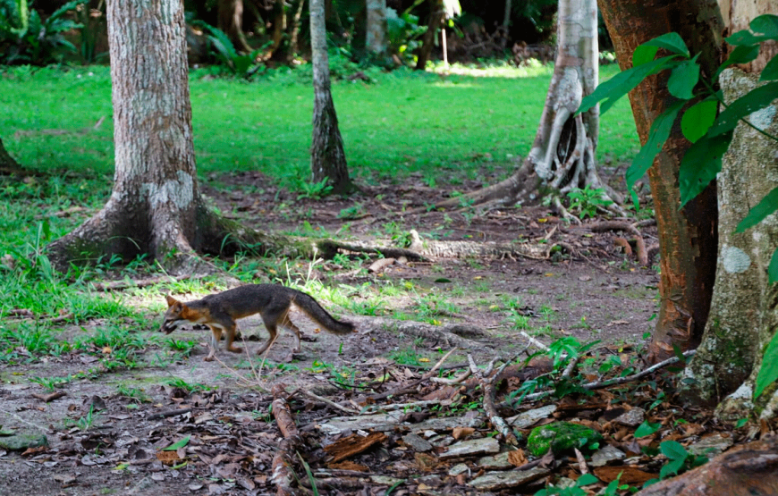 Tikal: The Greatest Mayan Kingdom – Full-Day Private Tour from Flores Peten