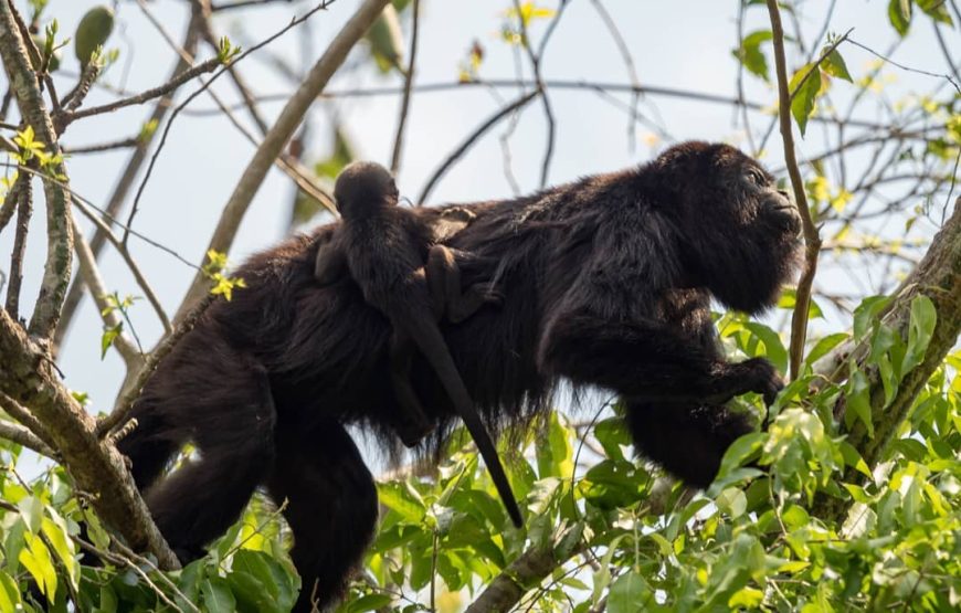 Visit Ixpanpajul: Jungle, Trekking, Hanging Bridges & Canopy – Tour from Flores