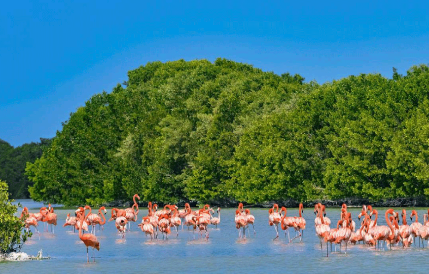 Watch Flamingos, Alligators, & Pelicans up close in this Tour to Celestun