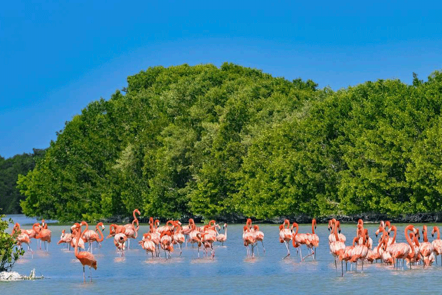 Watch Flamingos, Alligators, & Pelicans up close in this Tour to Celestun