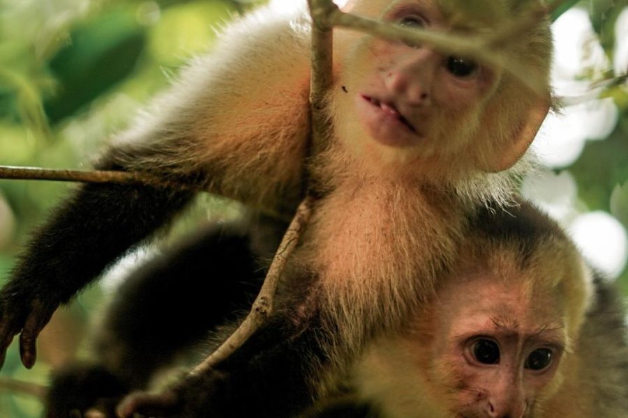 Full Day All-Inclusive Tour to Manuel Antonio National Park from San Jose Costa Rica