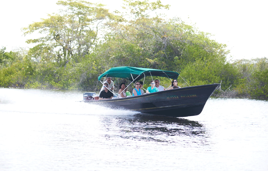Observe Howler Monkeys, Manatees & Other Wildlife in The Monkey River Tour