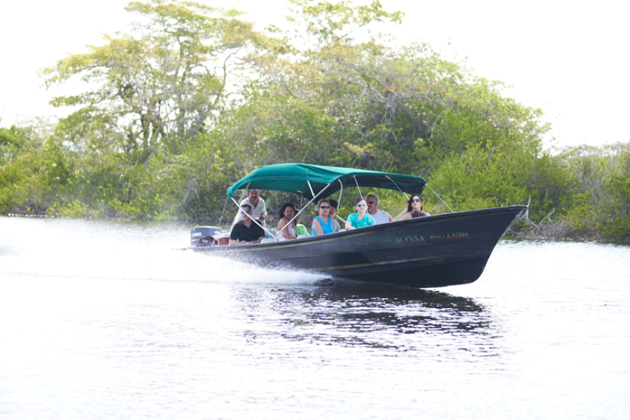 Observe Howler Monkeys, Manatees & Other Wildlife in The Monkey River Tour