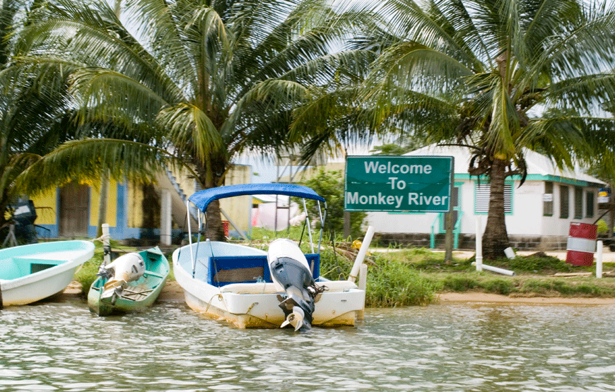 Observe Howler Monkeys, Manatees & Other Wildlife in The Monkey River Tour