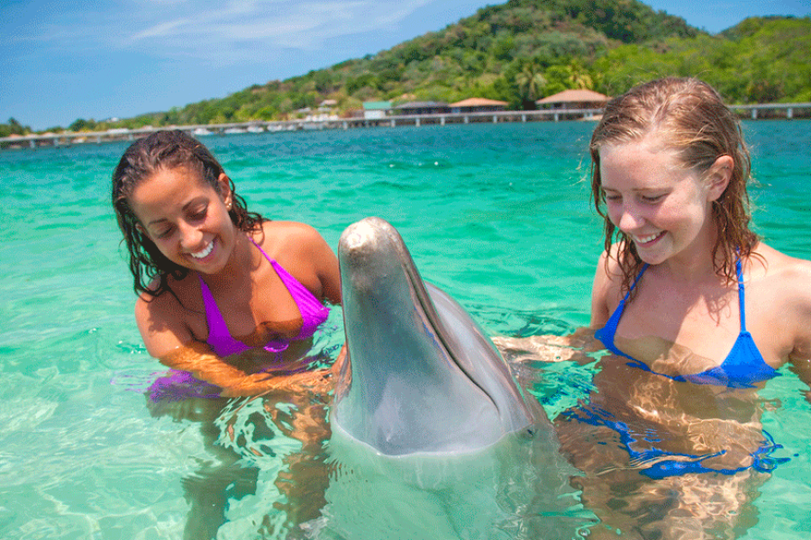 Swim with Dolphins & Starfish + Visit the Coral Reef & the Mangroves in Roatan
