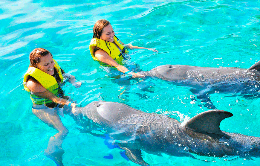Swim with Dolphins & Starfish + Visit the Coral Reef & the Mangroves in Roatan