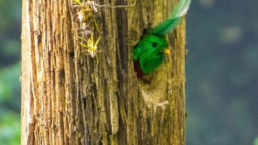 Quetzal Quest Birdwatching Adventure at Rey Tepepul Lookout