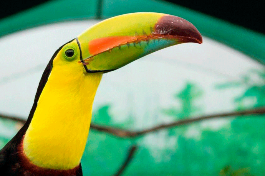 Sloths and Coffee: A Wildlife Sanctuary and Coffee Farm