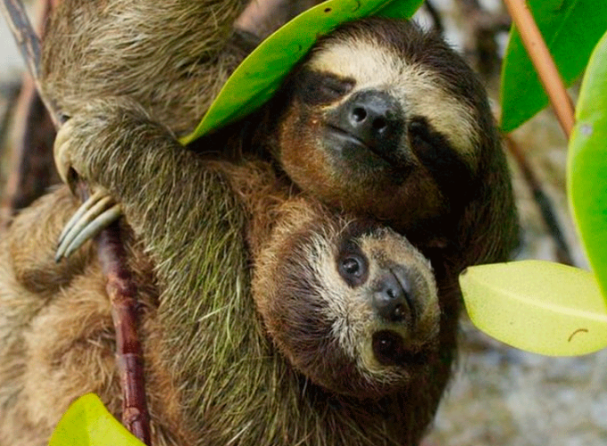 Sloths and Coffee: A Wildlife Sanctuary and Coffee Farm Journey