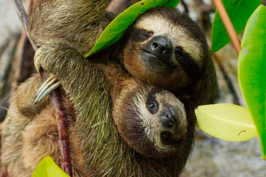 Sloths and Coffee: A Wildlife Sanctuary and Coffee Farm Journey