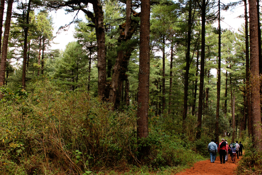 Private Xela Wellness Immersion in Guatemala – Forest or Farm Option