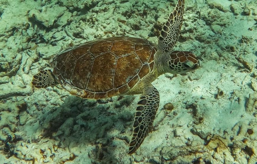 Swim with Sea Turtles in Akumal Plus Visit and Swim in a Cenote
