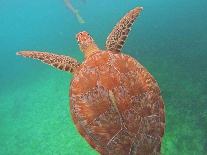 Swim with Sea Turtles in Akumal Plus Visit and Swim in a Cenote