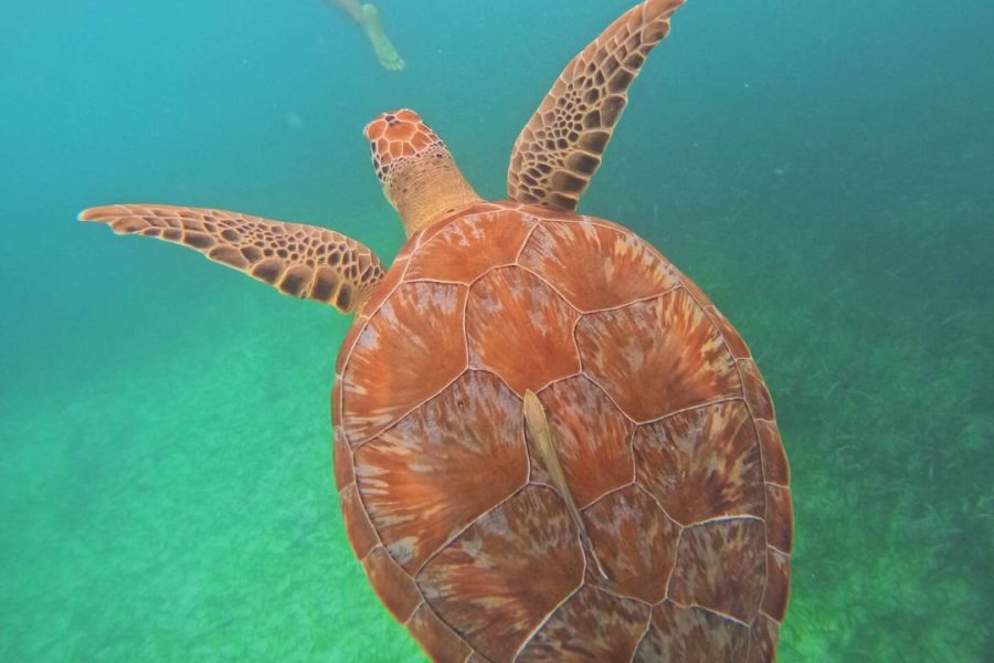 Swim with Sea Turtles in Akumal Plus Visit and Swim in a Cenote