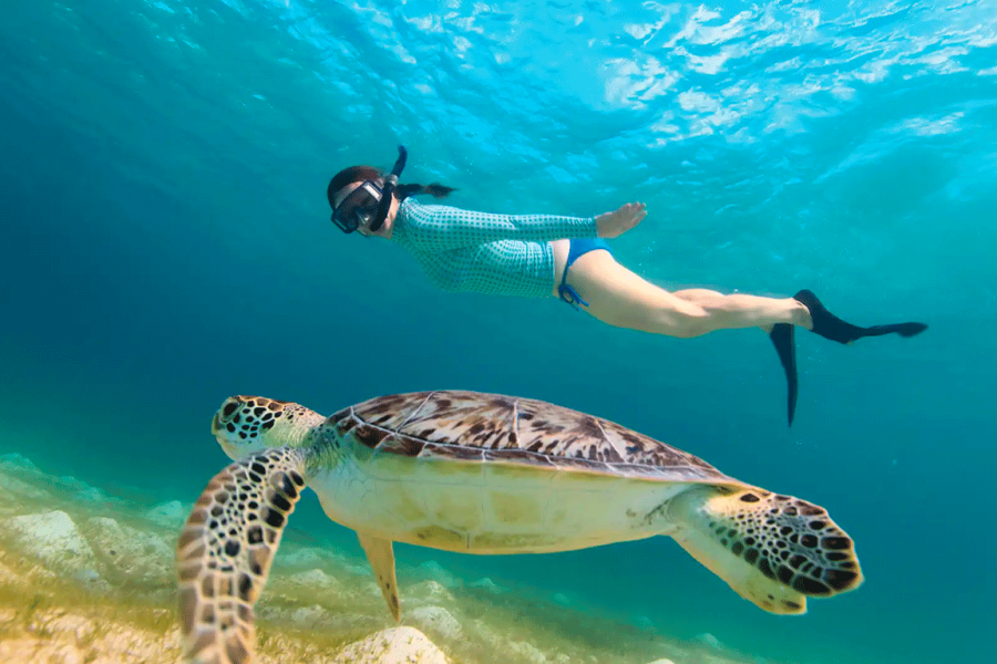 Swim with Sea Turtles in Akumal Plus Swim in a Cenote