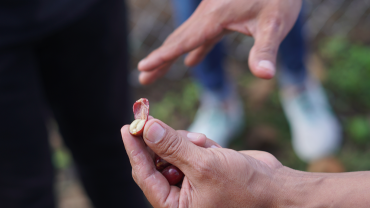 Discover the Coffee Process in Guatemala: From Farm to Cup