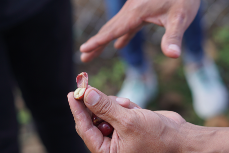 Discover the Coffee Process in Guatemala: From Farm to Cup