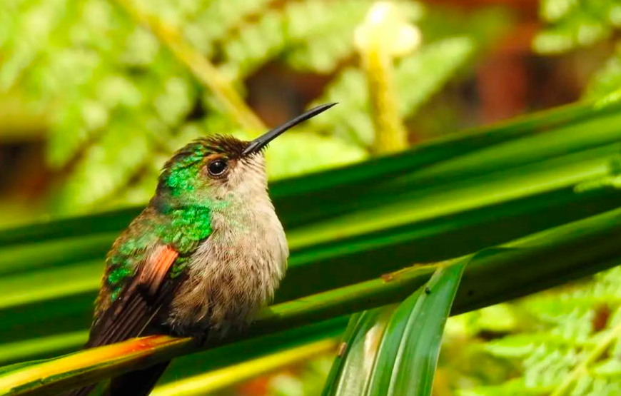 Half Day Tour to The Quetzal Birdwatching Quest from Coban