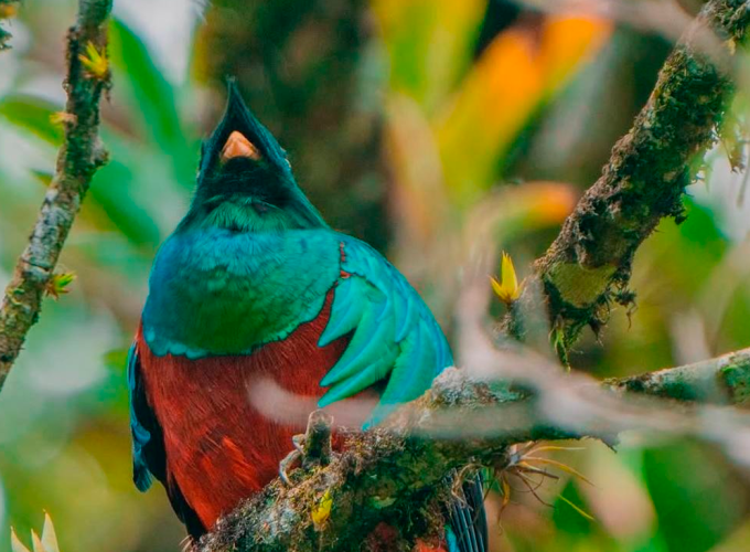 Half Day Tour to The Quetzal Birdwatching Quest from Coban