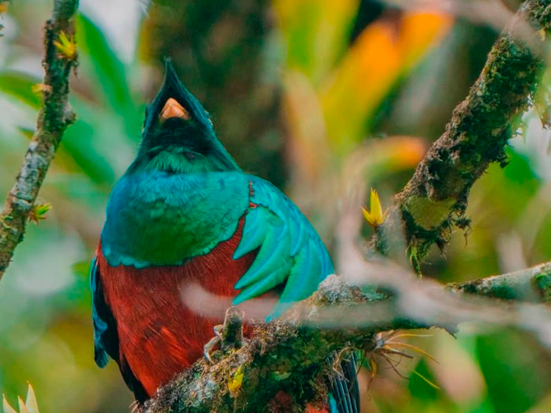 Half Day Tour to The Quetzal Birdwatching Quest from Coban