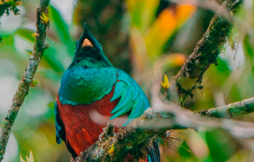 Half Day Tour to The Quetzal Birdwatching Quest from Coban