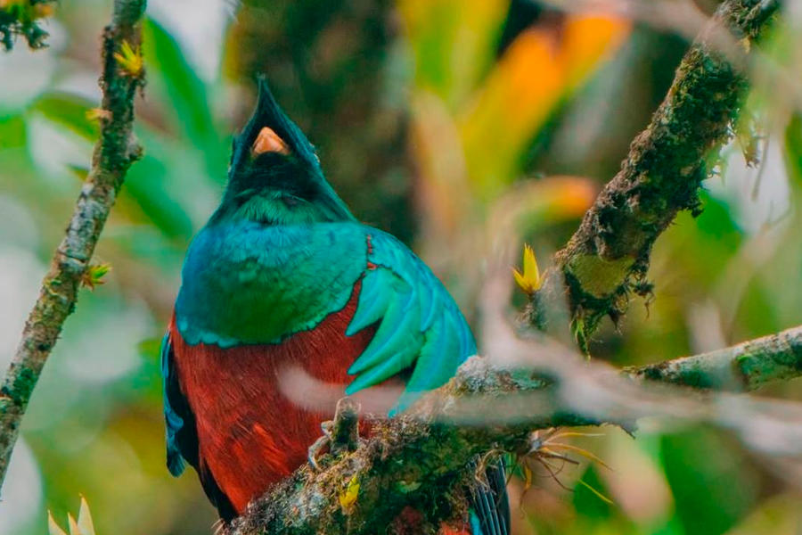 Half-Day Shared Tour to The Quetzal Birdwatching from Coban