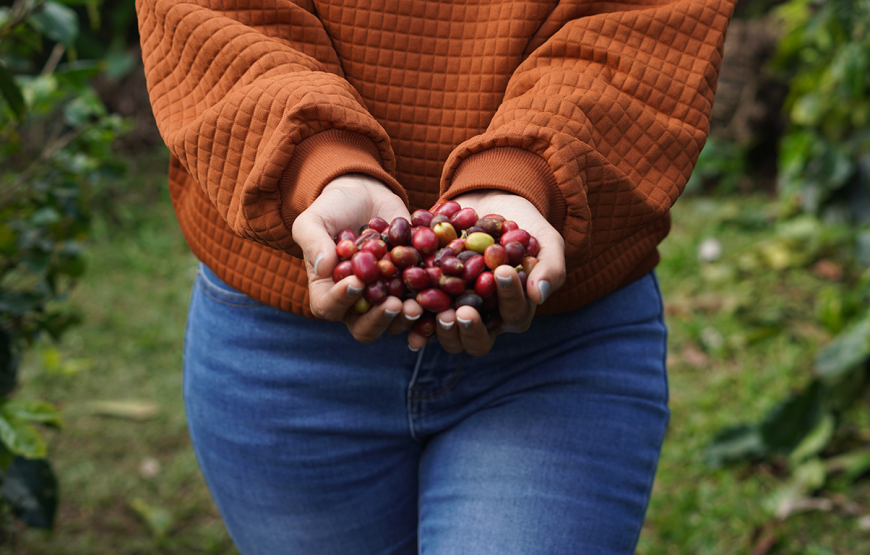 Coffee Plantation Shared Tour by Locals