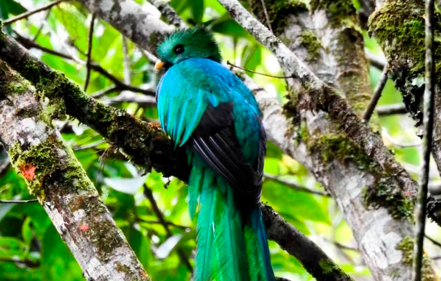 Half Day Tour to The Quetzal Birdwatching Quest from Coban