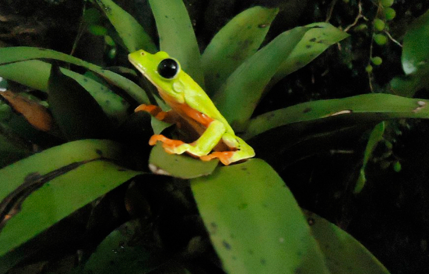 Half Day Shared Tour to an Orchid Sanctuary from Coban