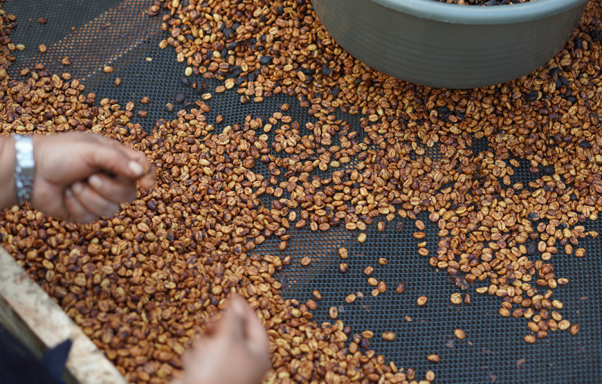 Coffee Plantation Shared Tour by Locals