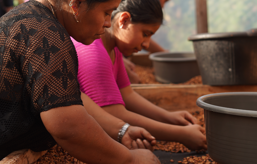 Coffee Plantation Shared Tour by Locals